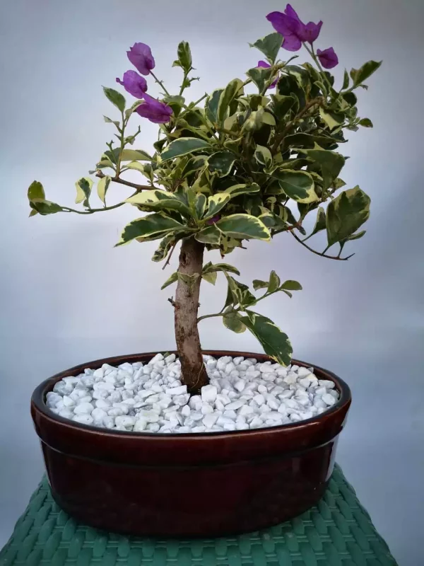 Bonsai Bugamvilla Morado