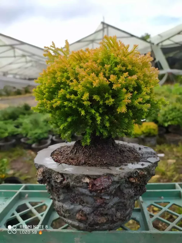 Bonsai Pino tunya