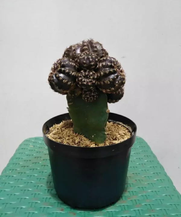 Coreano bola negra