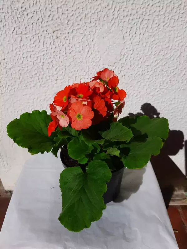 Planta primavera - Imagen 2