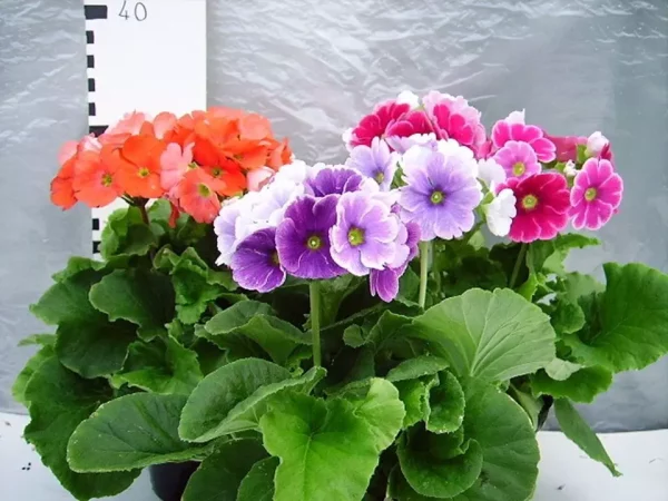 Planta primavera