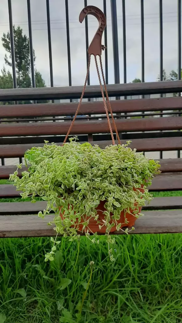 Sedum