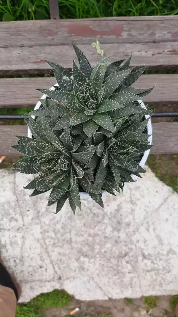 Suculenta haworthia atenuata