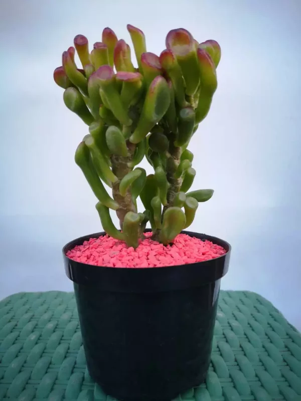 Suculentas crasuya ovata gollum