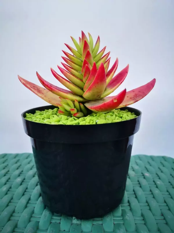 Suculentas Crassula Capitella