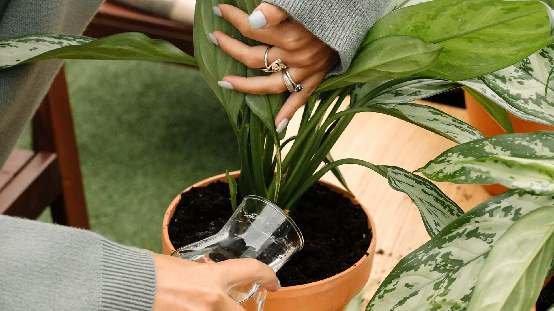 ajusta-el-riego-en-tus-plantas-min
