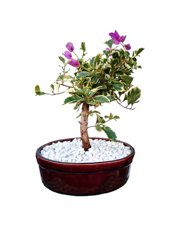 Bonsai Bougainvilla morado