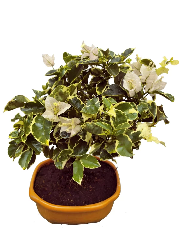 Bonsai Bouganvilla Blanco