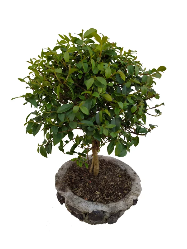 Bonsai Guayacan