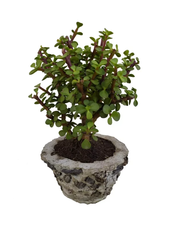 Bonsai jade (Arbol del dinero)