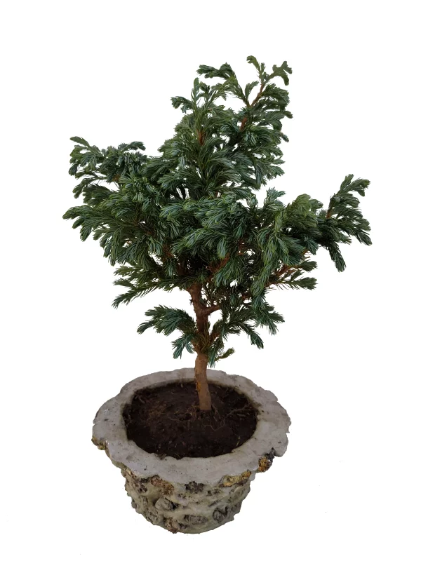 Bonsai Pino Azul Pequeño