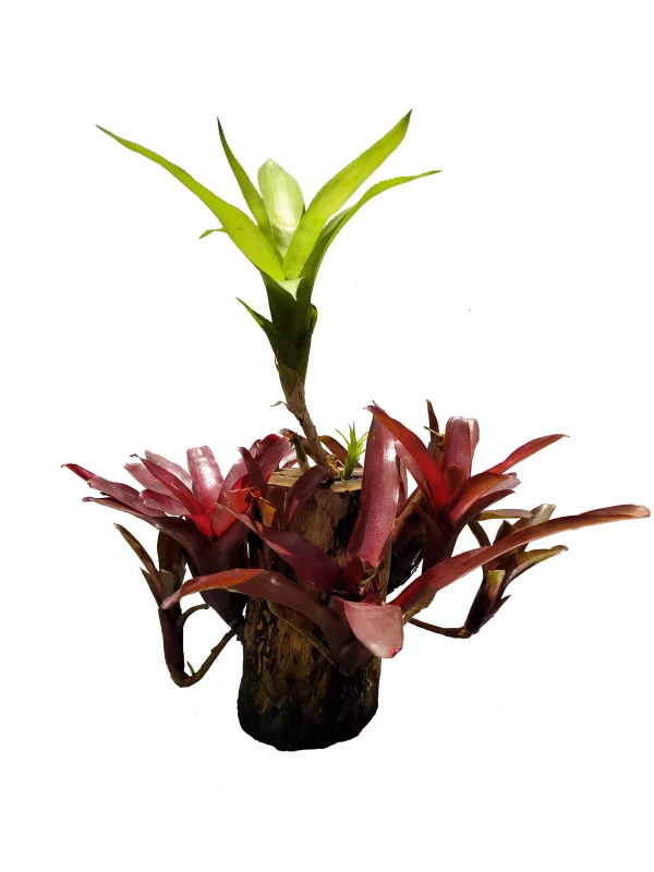 Bromelia o Quiche