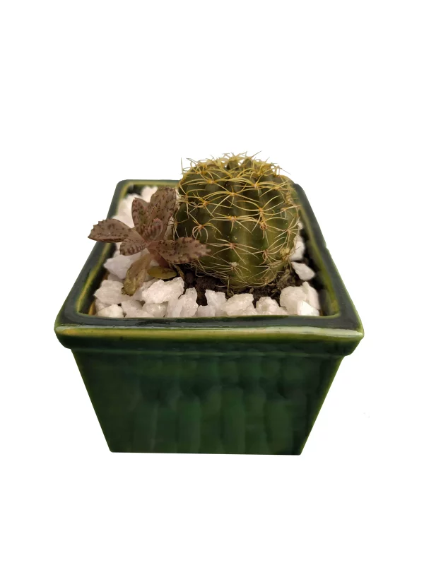 Echinocactus Grusonni con Matera Esmaltada