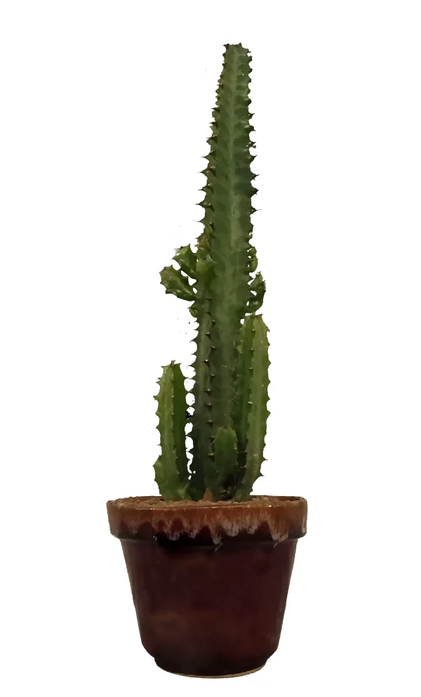 Cactus Africano