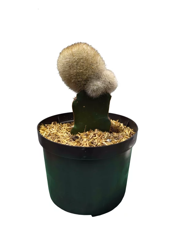 Cactus Coreano