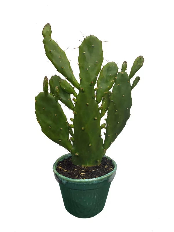 Cactus Desert con Matera Esmaltada