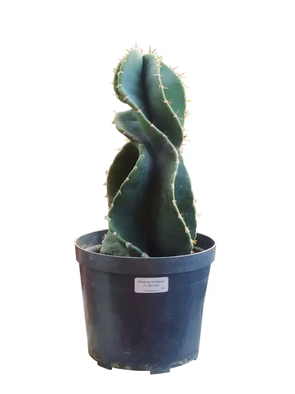 Cactus Forbesii (Cactus tornillo)