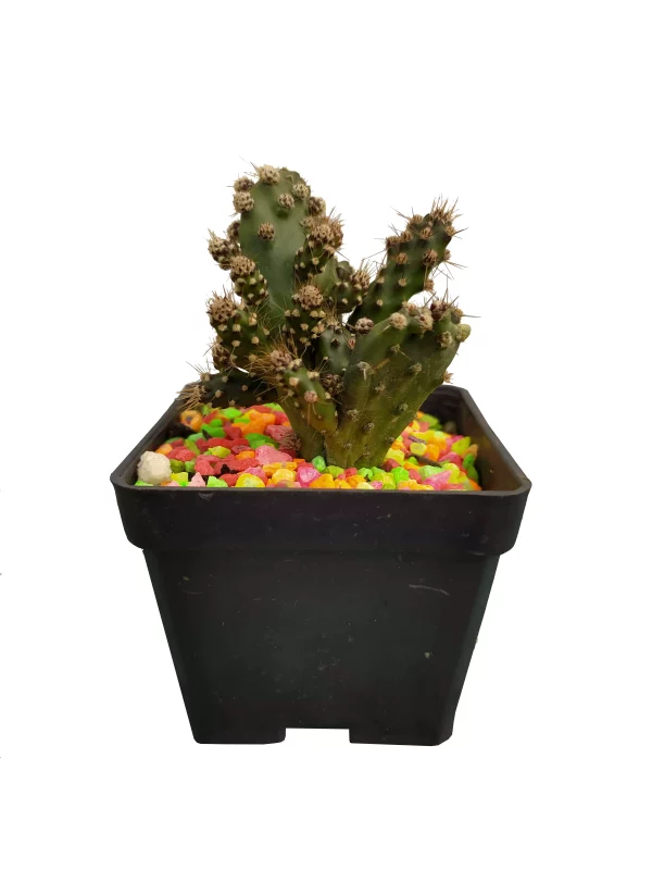 Cactus Texas
