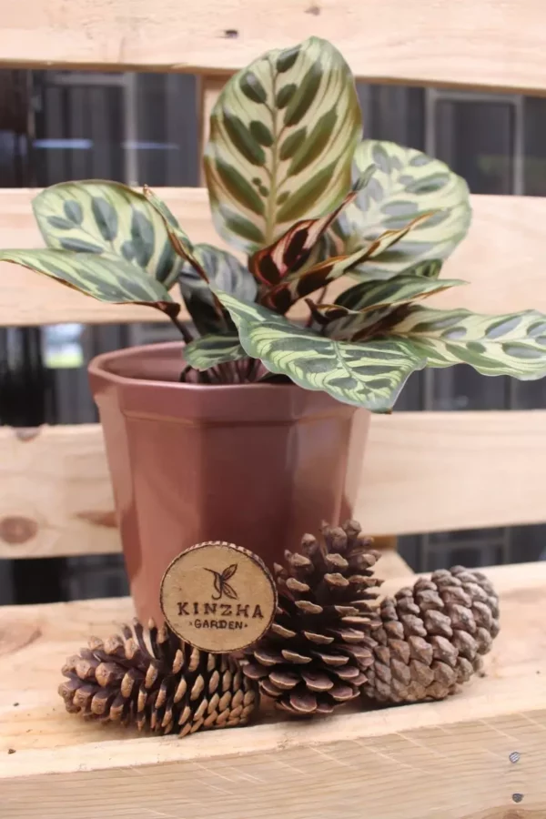 Calathea Papel - Imagen 4