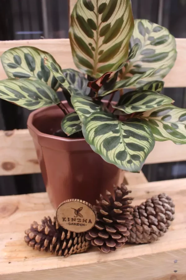 Calathea Papel - Imagen 2