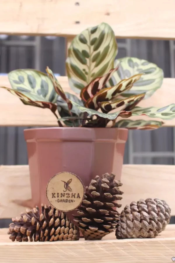 Calathea Papel