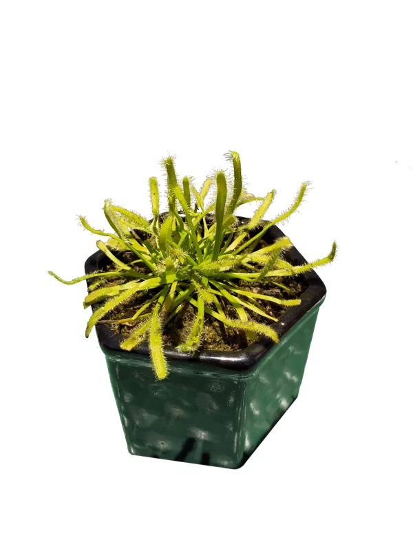 Drosera Spatulatta