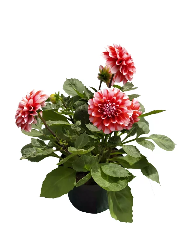 Dalia