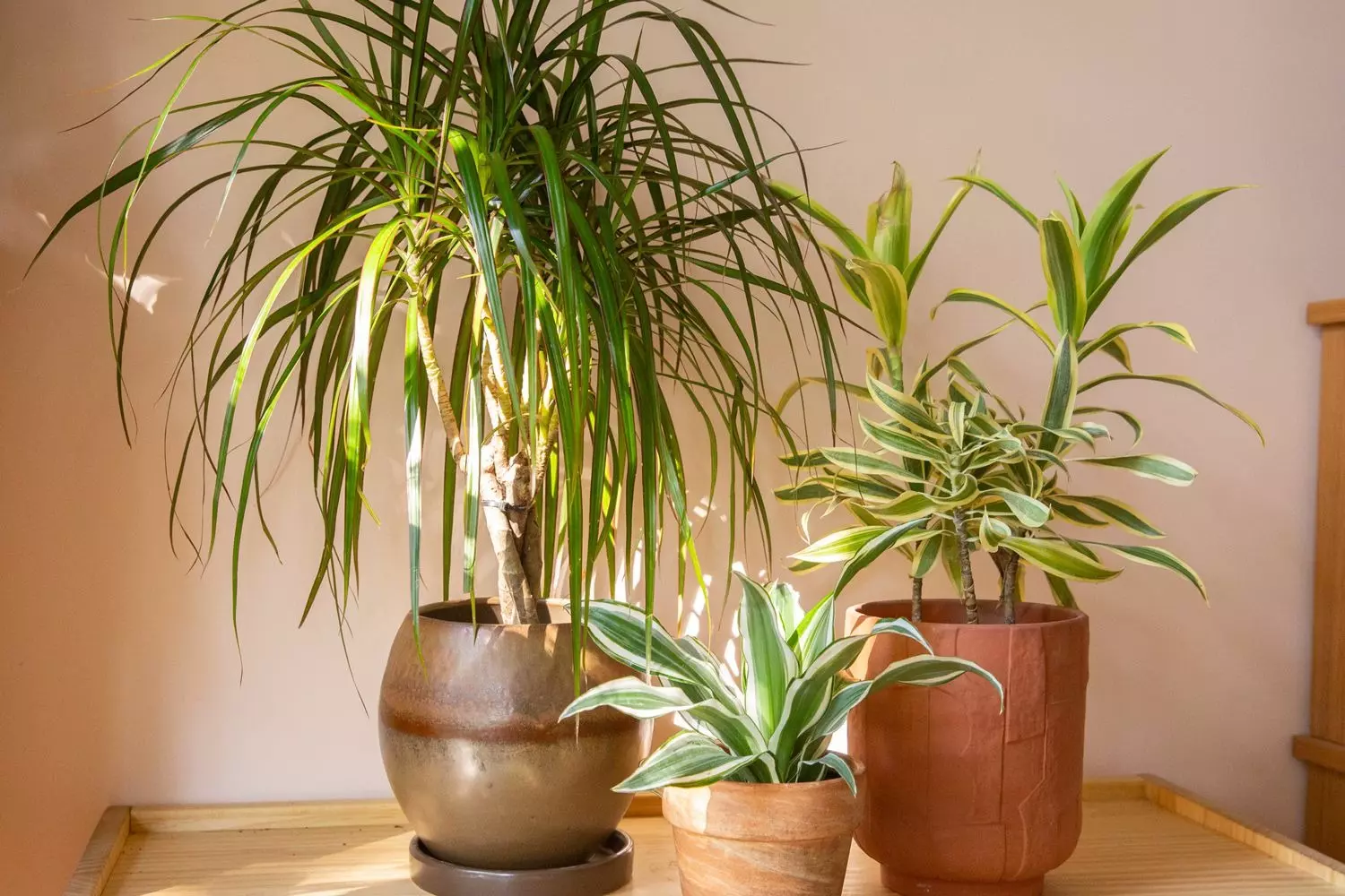 dracaena-min