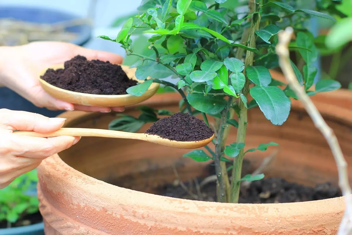 fertiliza-con-moderacion-min