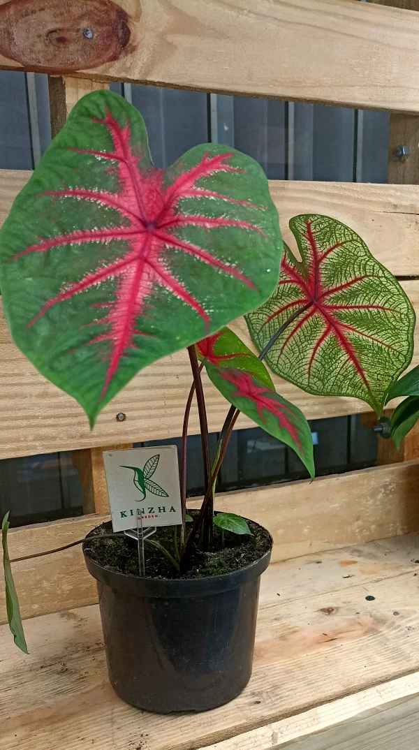 Caladium - Imagen 3