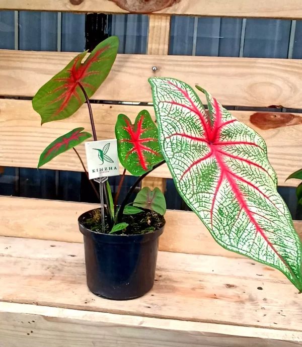 Caladium - Imagen 2