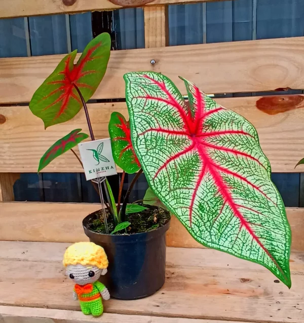 Caladium