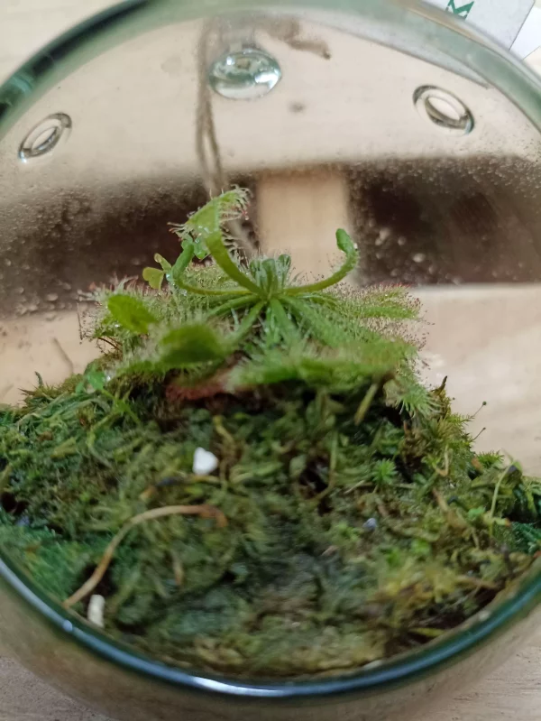Terrario Drosera Spatula - Imagen 3