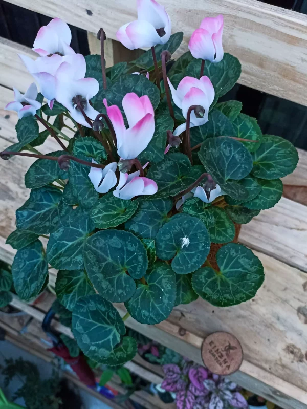 Kokedama Syngonium
