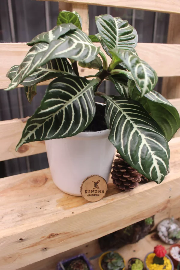 Aphelandra - Imagen 5