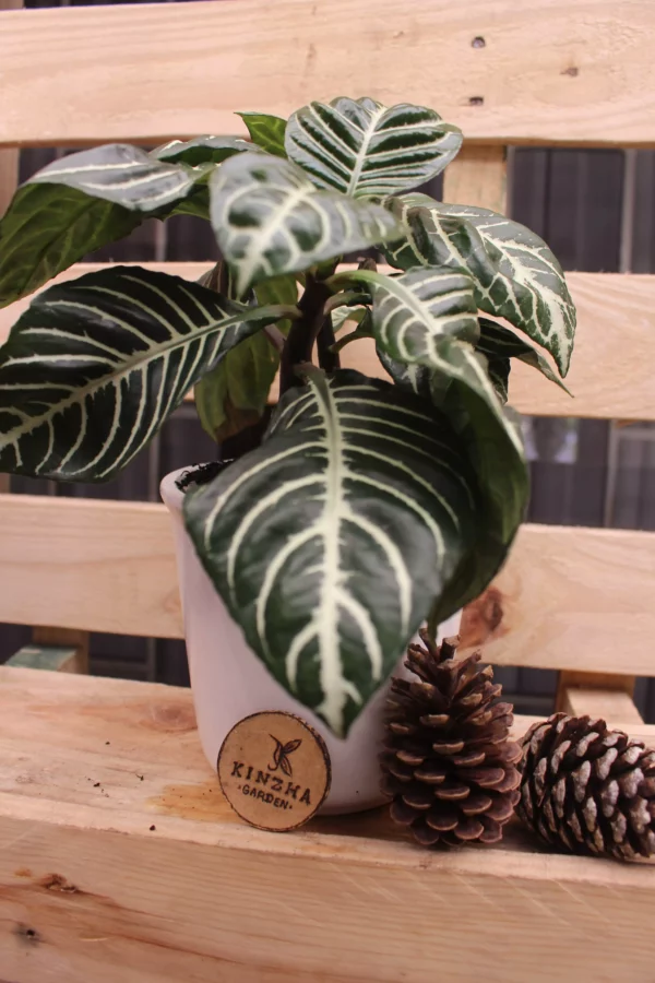 Aphelandra