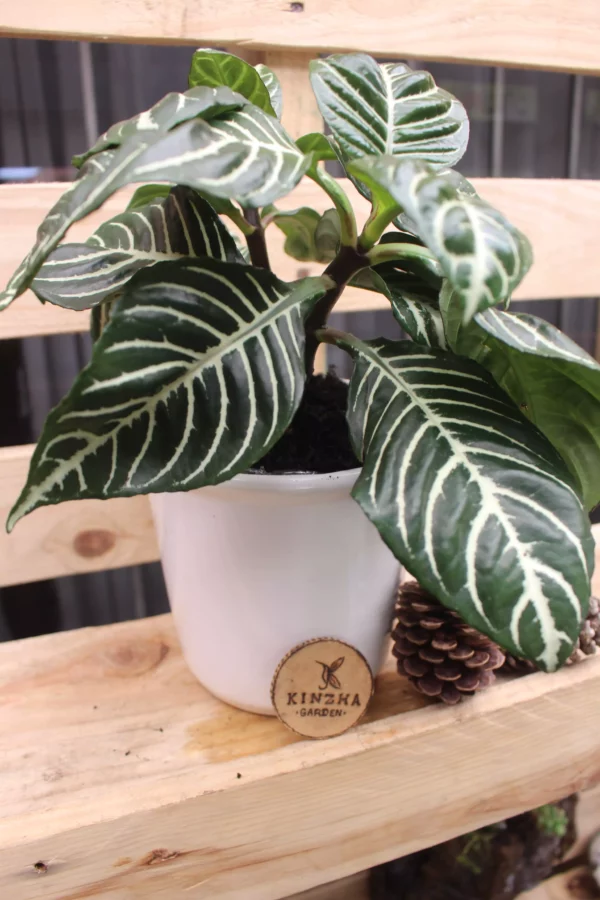 Aphelandra - Imagen 4