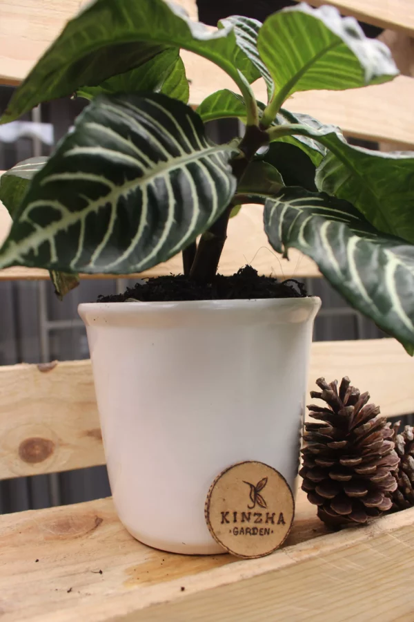 Aphelandra - Imagen 3