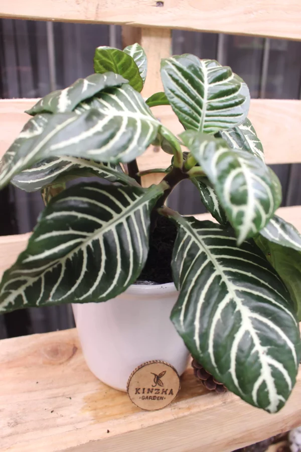 Aphelandra - Imagen 2