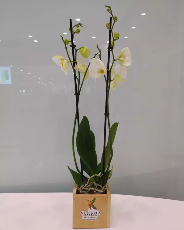 Orquidea Phalaenopsis Blanca con Maceta en Ceramica