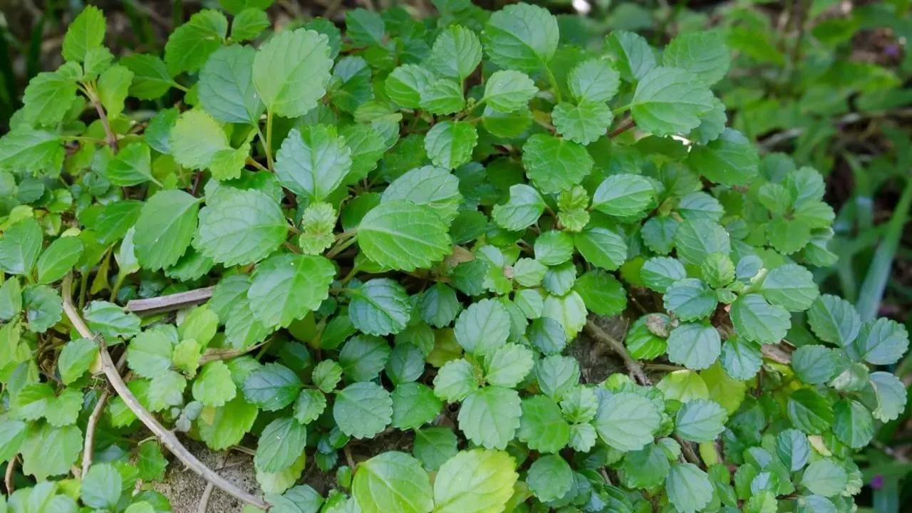 planta-del-dinero-min