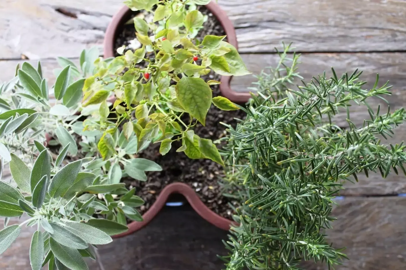 plantas-amigas-min