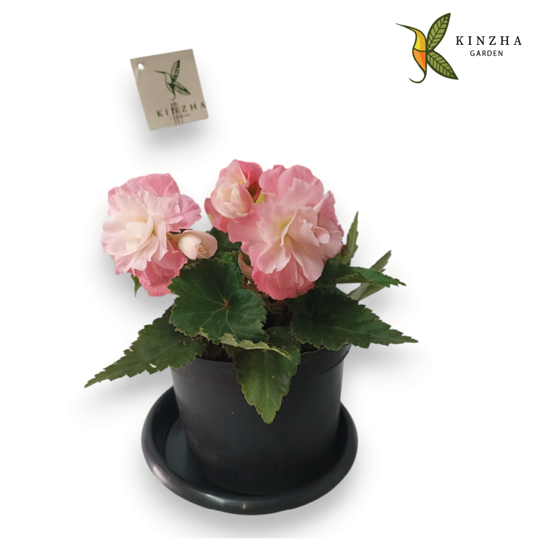 12.1 Begonias