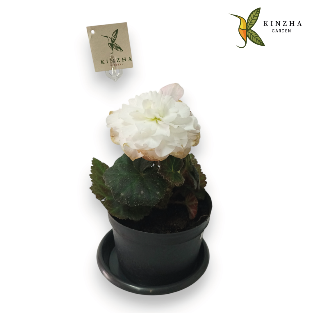 12.2 Begonia Blanca