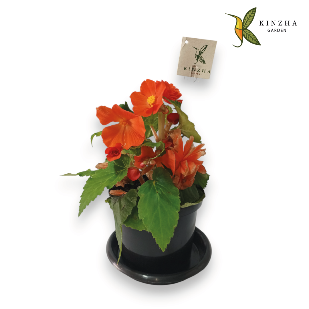 12.3 Begonia N
