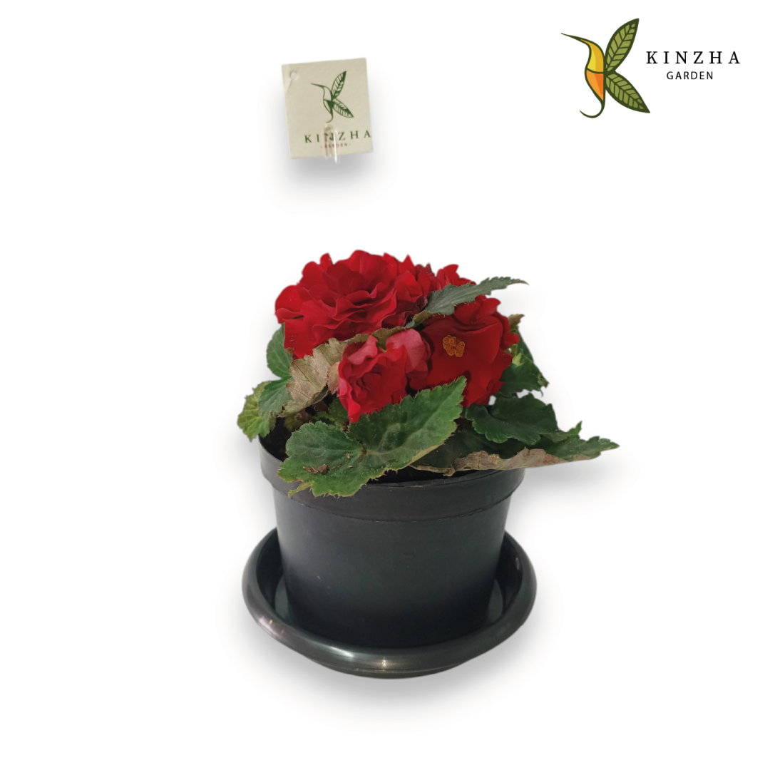 12.4 Begonia R