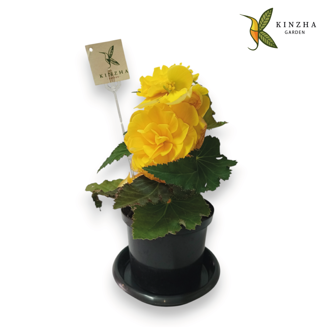 12.5 Begonia A