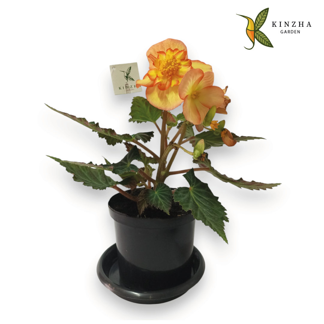 12.6 Begonia J