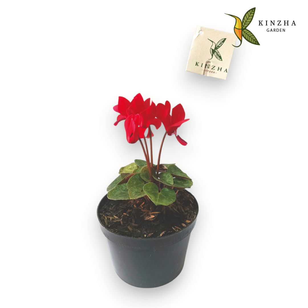 18.1 Violeta de los alpes