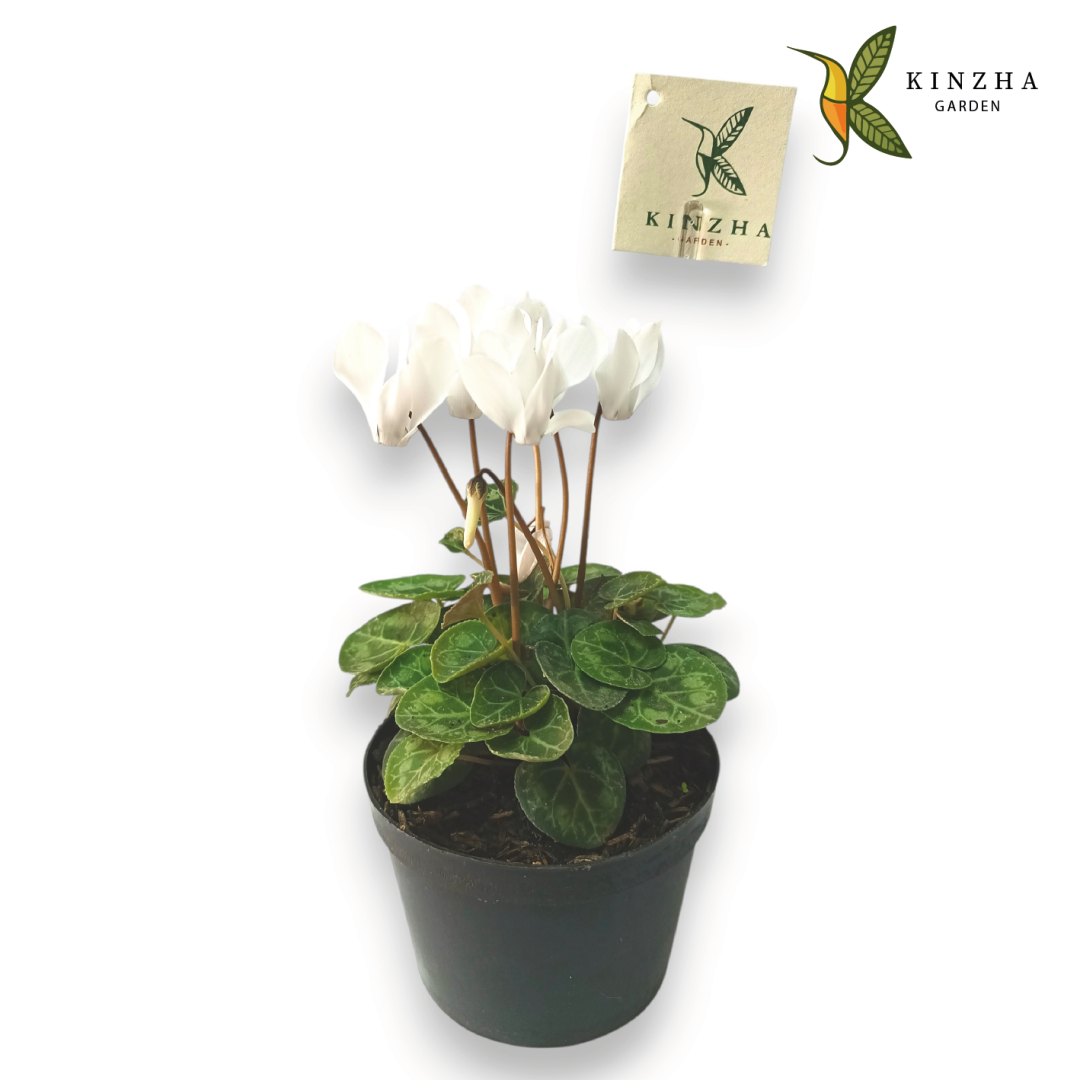 18.2 Violeta de los alpes